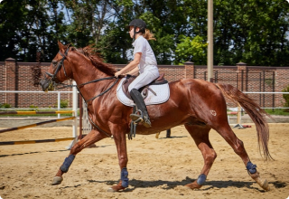 horse