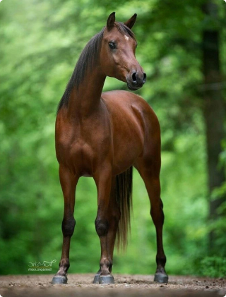horses