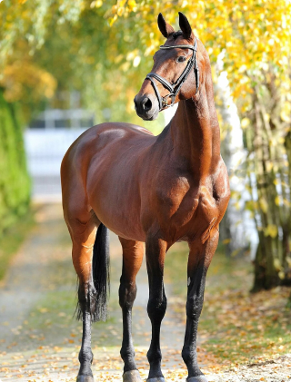 horses