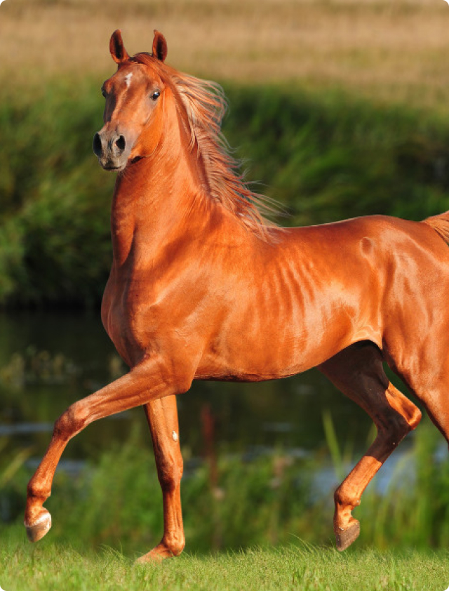 horses