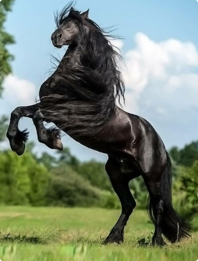 horses