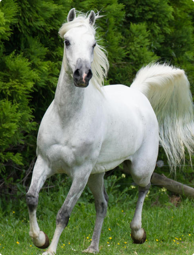 horses